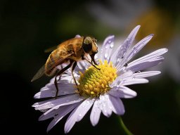 opname 30 honingbij op smalle aster